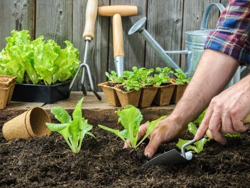 Jak stworzyć ogród warzywny niedaleko domu?