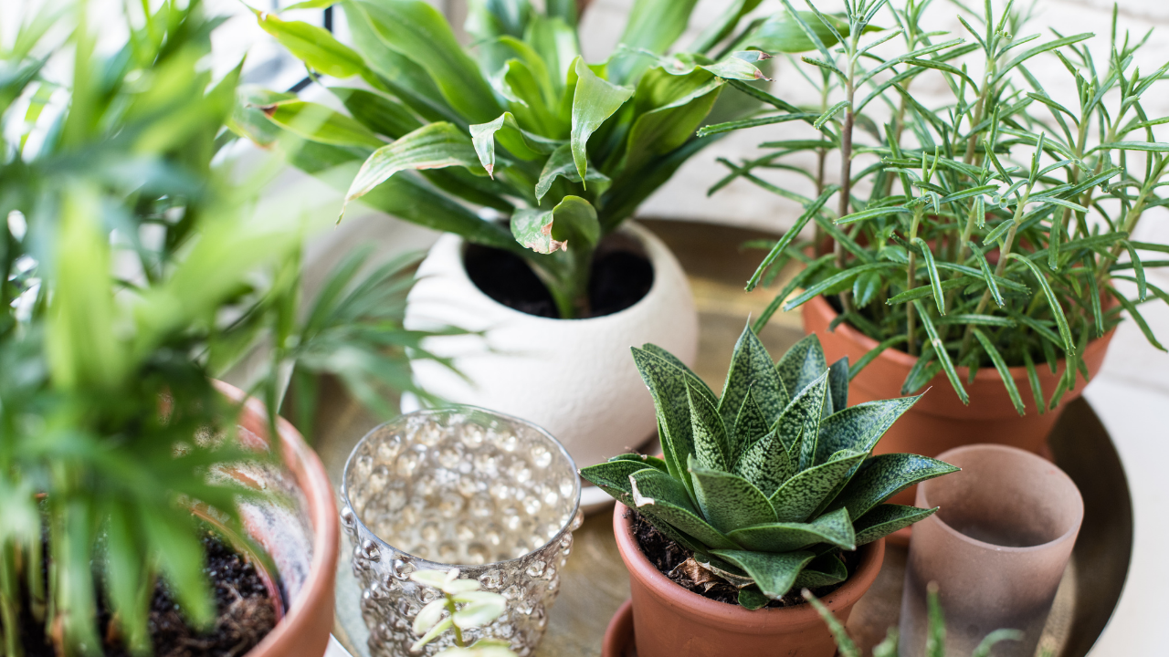 Jak wybrać rośliny doniczkowe do mieszkania? 